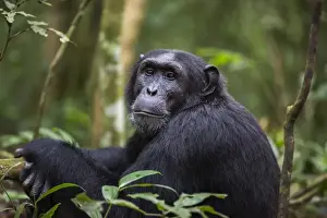Uganda Prints: Chimpanzee (Pan troglodytes), Kibale National Park, Uganda, Africa