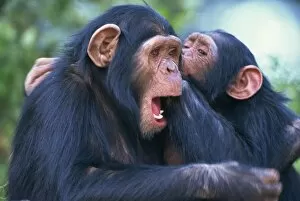 Animal Head Collection: Chimpanzee sanctuary (Pan troglodytes)