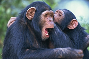 Kenya Prints: Chimpanzee sanctuary (Pan troglodytes)