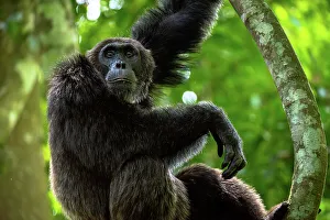 Uganda Prints: Chimpanzee standing on a branch, Budongo Forest, Uganda, East Africa, Africa