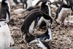 Lying On Front Prints: Chin Strap Penguins mating in Antarctica
