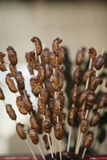 Kebab Prints: Chinese food, insects, Beijing, China, Asia