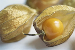 Studio Shot Prints: Chinese lantern fruit (physalis)