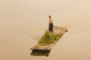 Images Dated 8th January 2000: Chinese man gathering seagrass on Li Jiang River, Guangxi Province, China, Asia
