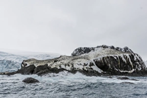 Breeding Colony Prints: Chinstrap breeding colony at Point Wild, Elephant Island, South Shetland Islands