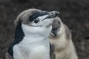 Flightless Bird Gallery: Chinstrap penguin chick (Pygoscelis antarctica) on a black volcanic beach, Saunders Island