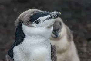 Sea Bird Prints: Chinstrap penguin chick (Pygoscelis antarctica) on a black volcanic beach, Saunders Island