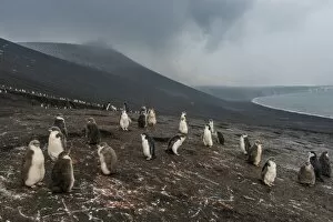 Flightless Bird Gallery: Chinstrap penguin colony (Pygoscelis antarctica), Saunders Island, South Sandwich Islands