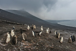 Flightless Bird Gallery: Chinstrap penguin colony (Pygoscelis antarctica), Saunders Island, South Sandwich Islands
