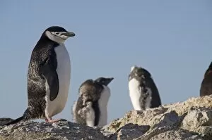 Images Dated 20th February 2009: Chinstrap penguin, Gourdin Island, Antarctic Peninsula, Antarctica, Polar Regions