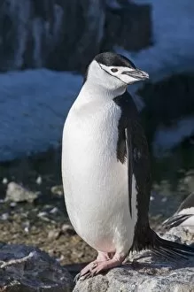Images Dated 20th February 2009: Chinstrap penguin, Gourdin Island, Antarctic Peninsula, Antarctica, Polar Regions