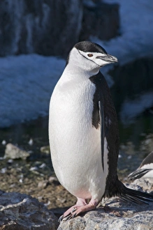 Images Dated 20th February 2009: Chinstrap penguin, Gourdin Island, Antarctic Peninsula, Antarctica, Polar Regions
