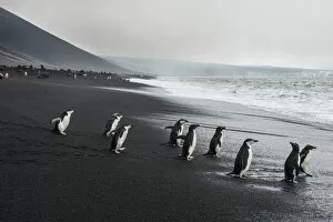 Flightless Bird Gallery: Chinstrap penguin group (Pygoscelis antarctica), Saunders island, South Sandwich Islands