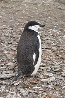 Images Dated 23rd February 2009: Chinstrap penguin, Hannah Point, Livingstone Island, South Shetland Islands