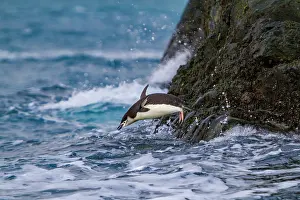 Antarctic Prints: Chinstrap penguin leaps into the ocean in Antarctica during its daily activities in the Southern Ocean