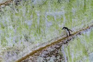 Navigation Prints: Chinstrap penguin navigating penguin highways in icy terrain in Antarctica