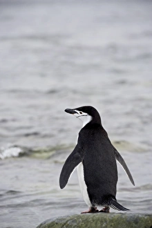 Chinstrap penguin (Pygoscelis antarctica), Ronge Island, Antarctic Peninsula