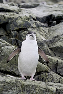 Chinstrap penguin (Pygoscelis antarctica), Ronge Island, Antarctic Peninsula