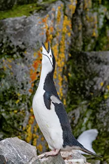 Coastal Environment Prints: Chinstrap penguin (Pygoscelis antarctica)