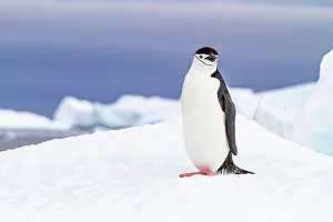 Photographer Prints: Chinstrap penguin (Pygoscelis antarctica)
