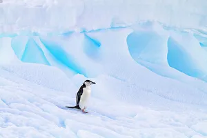 Ice Formations Prints: Chinstrap penguin (Pygoscelis antarctica)