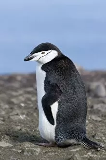Images Dated 18th February 2009: Chinstrap penguin (Pygoscelis antarctica), Aitcho Island, Antarctica, Polar Regions