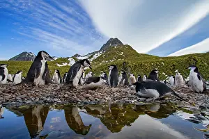 Pygoscelis Prints: Chinstrap penguin (Pygoscelis antarctica) breeding colony at Cooper Bay, South Georgia