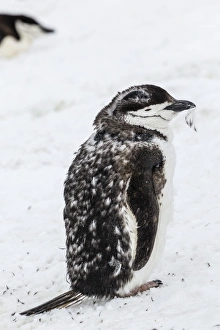 Livingston Island Prints: Chinstrap penguin (Pygoscelis antarctica) chick