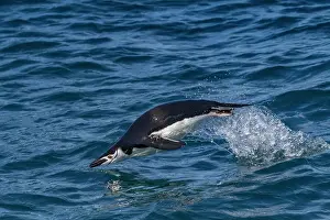 Jumping Prints: Chinstrap penguin (Pygoscelis antarctica) porpoising in Cooper Bay, South Georgia