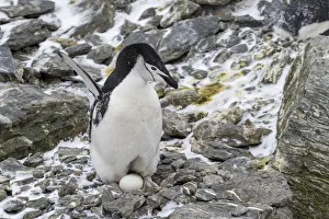 1 Animal Only Prints: Chinstrap penguin (Pygoscelis antarcticus), on eggs at Coronation Island