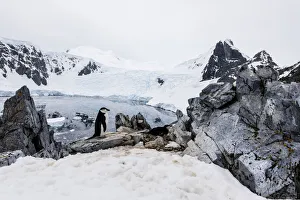 Chinstrap penguin (Pygoscelis antarcticus), nesting site high on the hill in Orne Harbor