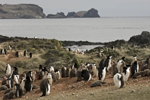 Aitcho Island Prints: Chinstrap penguins, Aitcho Island, South Shetland Islands, Antarctica, Polar Regions