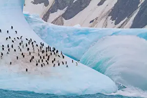Antarctic Prints: Chinstrap penguins gather on an iceberg in the South Orkneys region of Antarctica during the summer season