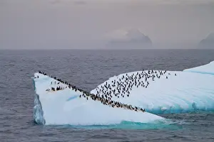 Antarctic Prints: Chinstrap penguins gather on a large iceberg in Antarctica during the Southern Ocean winter season