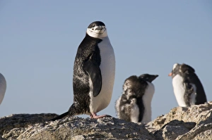 Chinstrap penguins, Gourdin Island, Antarctic Peninsula, Antarctica, Polar Regions Chinstrap penguins, Gourdin Island, Antarctic Peninsula, Antarctica, Polar Regions