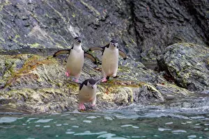 Swimming Prints: Chinstrap penguins leap into the ocean from rocky shores in their natural habitat in Antarctica