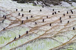 Antarctic Prints: Chinstrap penguins navigating ice paths in South Orkneys