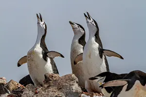 Mating Ritual Prints: Chinstrap penguins (Pygoscelis antarctica)