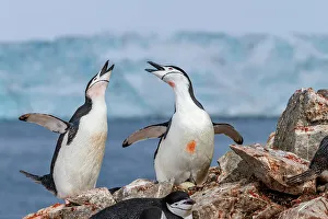 Coastal Environment Prints: Chinstrap penguins (Pygoscelis antarctica)