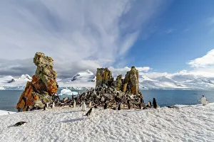 Coastal Area Prints: Chinstrap penguins (Pygoscelis antarctica)