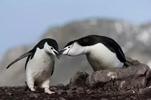 Chinstrap penguins (Pygoscelis antarctica), Aitcho Island, Antarctica, Polar Regions