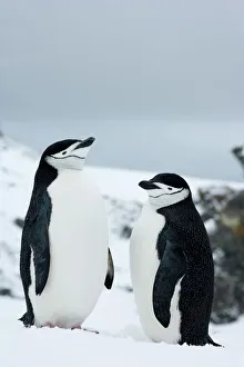 Antarctic Prints: Chinstrap penguins (Pygoscelis antarcticus), Half Moon Island, Antarctic Peninsula