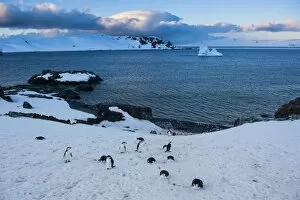 Images Dated 2nd December 2008: Chinstrap penguins (Pygoscelis antarcticus) colony on half Moon Bay, South Shetland Islands