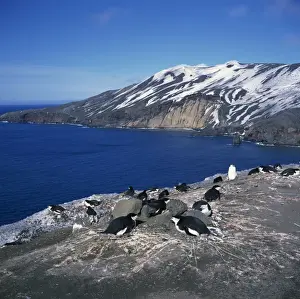 Chin Strap Prints: Chinstrap penguins on the rocks on the coast of Deception Island on the Antarctic Peninsula