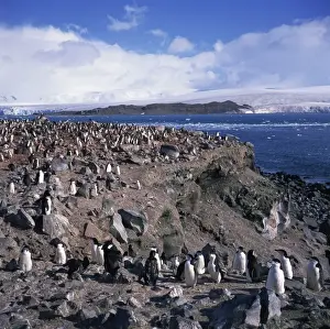 Colonies Prints: Chinstrap penguins in a rookery on Livingstone Island in the South Shetland Islands in Antarctica