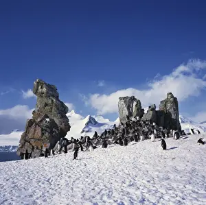 South Shetland Prints: Chinstrap penguins on the snow and rocks on the South Shetland Islands