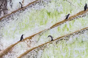 Large Prints: Chinstrap penguins traverse ice pathways in the South Orkneys during their seasonal activities