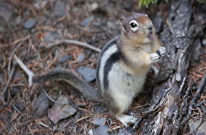 Lake Louise Prints: Chipmunk eating, Lake Louise, Banff National Park, Alberta, Canada, North America