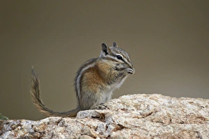 South Dakota Prints: Least chipmunk (Neotamias minimus) eating
