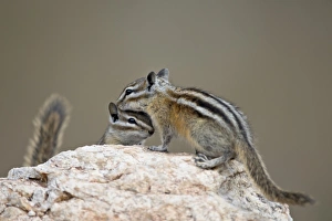 Striped Prints: Two least chipmunk (Tamias minimus)